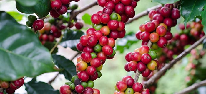 Direct-Trade-Coffee-Fair-Trade-Coffee-Achilles-Coffee-Roasters