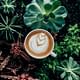 Achilles-Coffee-Roasters Coffee As An Antioxidant