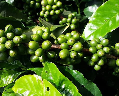 Coffee Cherries The Bean Belt Coffee Growing Regions