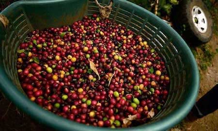 Coffee as an Antioxidant Achilles Coffee Roasters