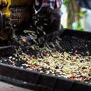 green-coffee-processing-methods-achilles-coffee-roasters