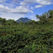 Guatemala Coffee Cultivation Mountains