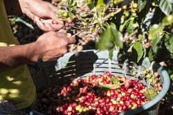 Climate Change Harvesting Coffee Beans in Costa Rica