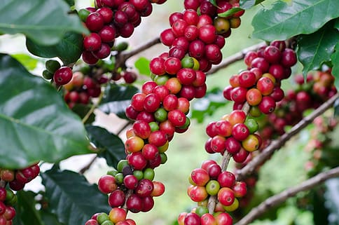 Direct and Fair Trade Coffee | Direct Trade vs Fair Trade